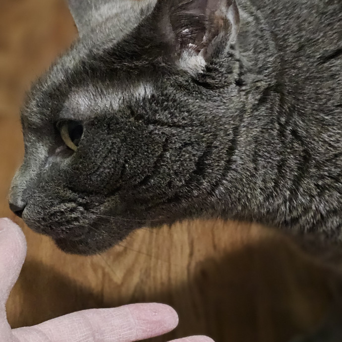 Golden Cat Care