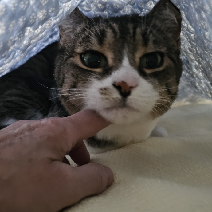 Golden Cat Care