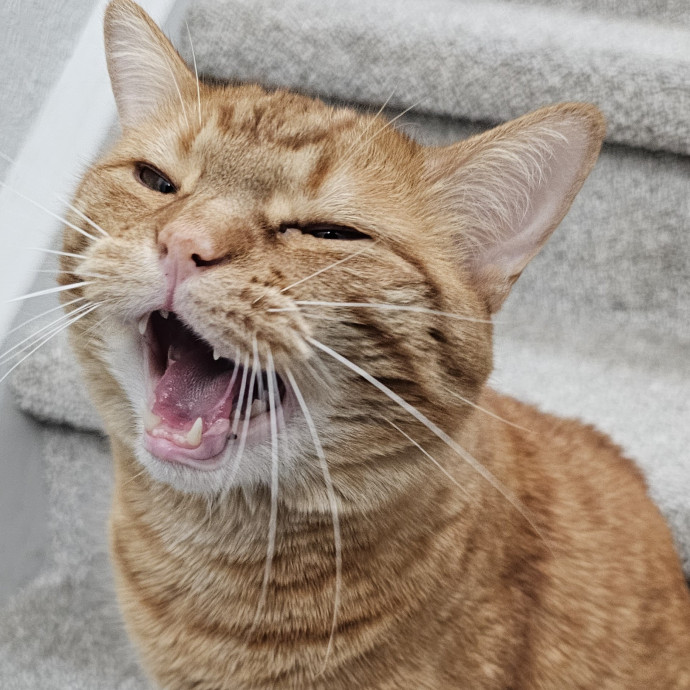 Golden Cat Care