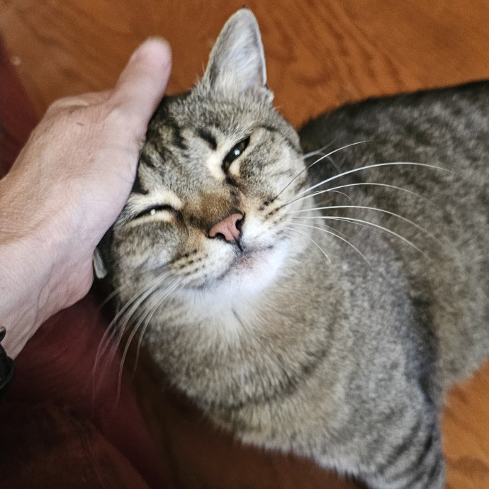 Golden Cat Care