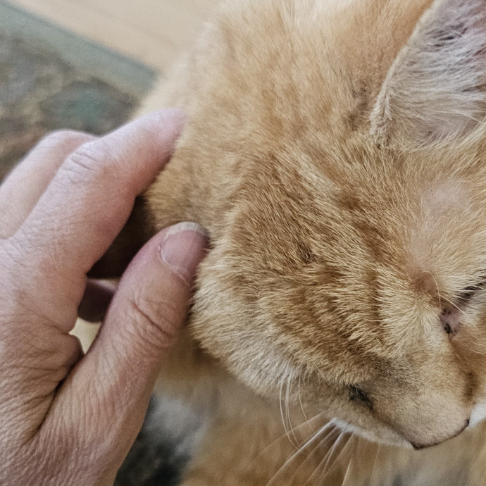 Golden Cat Care