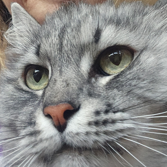 Golden Cat Care