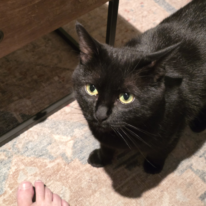 Golden Cat Care
