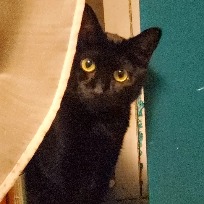 Aneisa's Cat Adventures