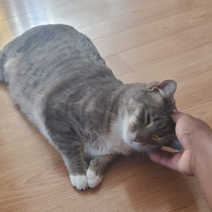 Aneisa's Cat Adventures