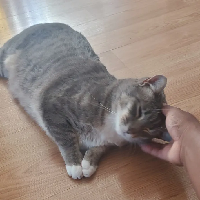 Aneisa's Cat Adventures