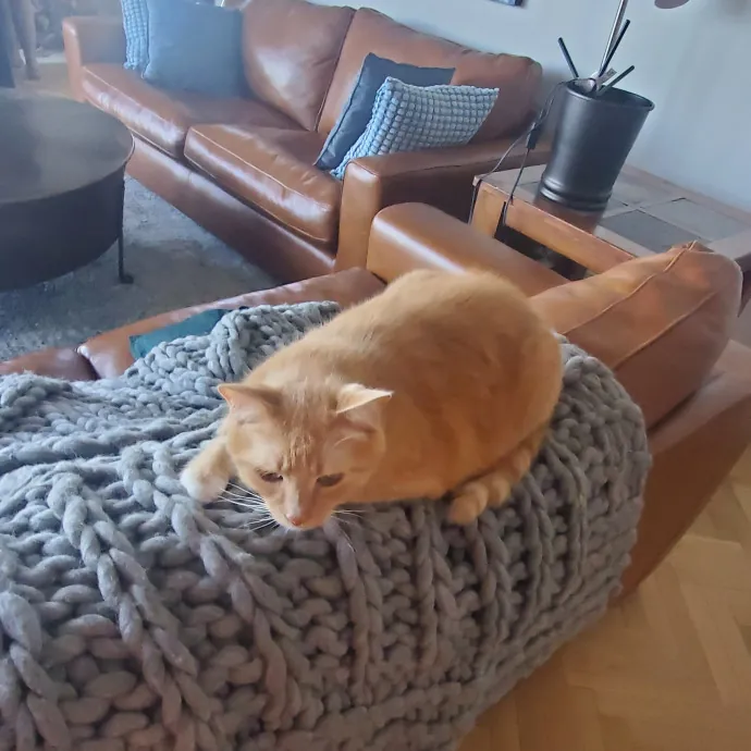 Aneisa's Cat Adventures