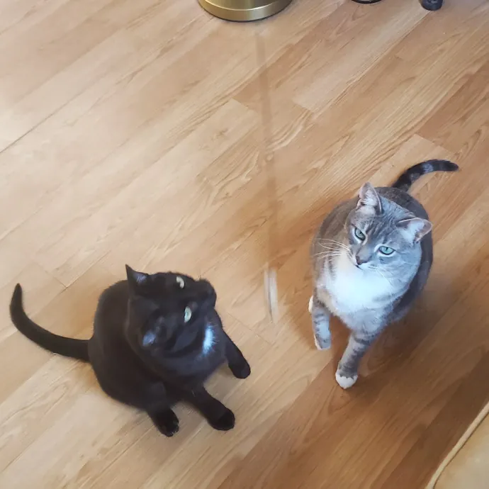 Aneisa's Cat Adventures