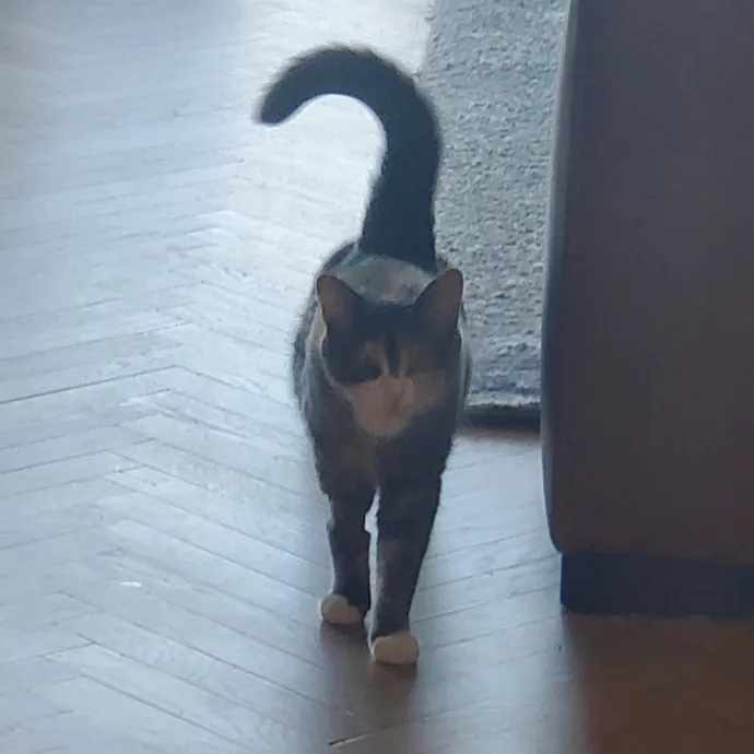 Aneisa's Cat Adventures