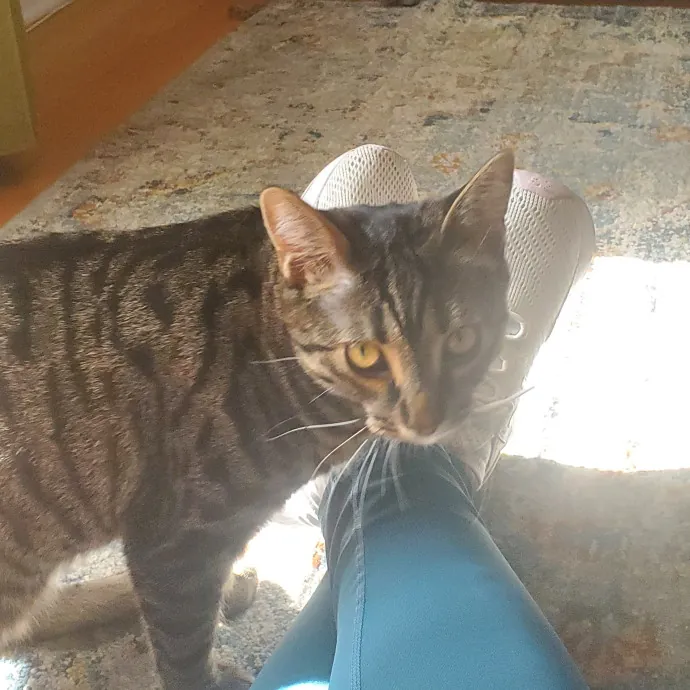 Aneisa's Cat Adventures