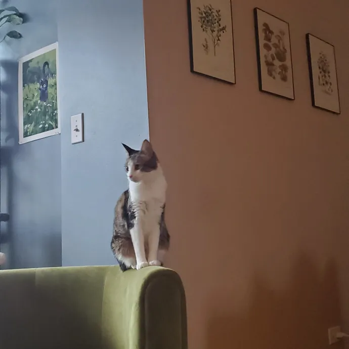 Aneisa's Cat Adventures