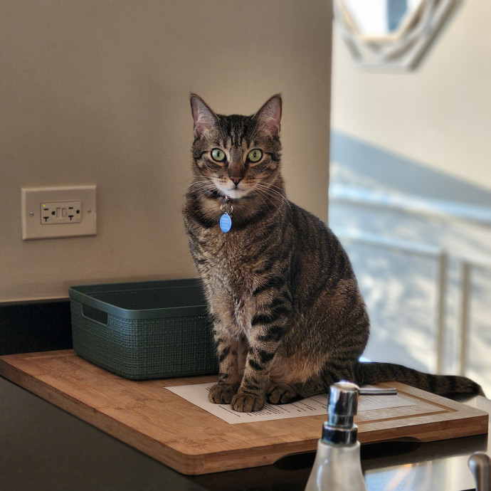 Aneisa's Cat Adventures