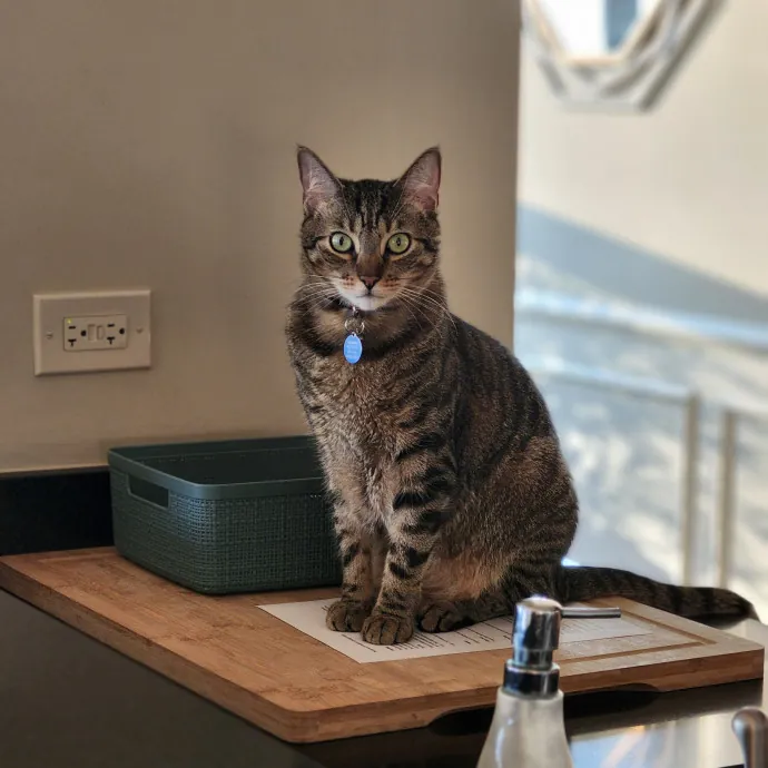 Aneisa's Cat Adventures