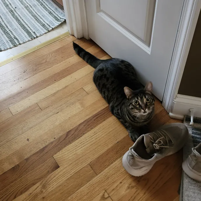 Aneisa's Cat Adventures