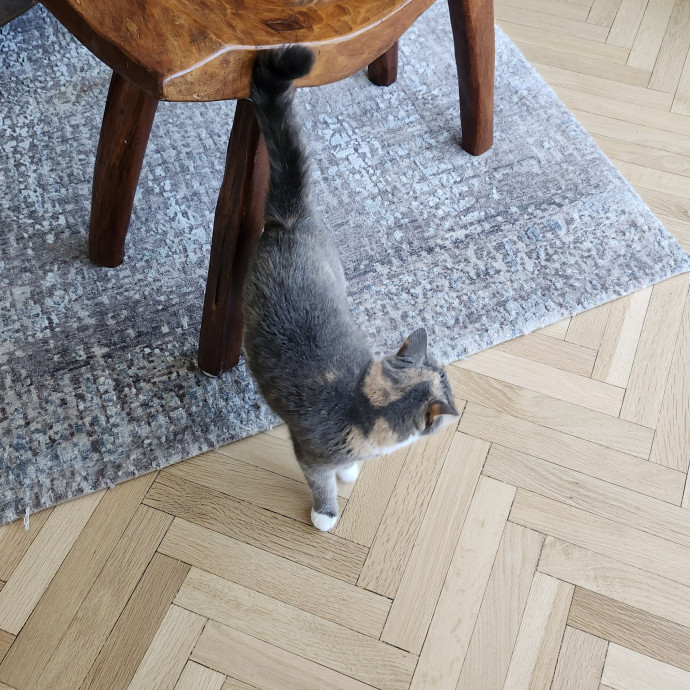 Aneisa's Cat Adventures