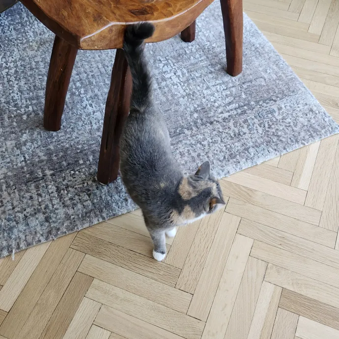 Aneisa's Cat Adventures