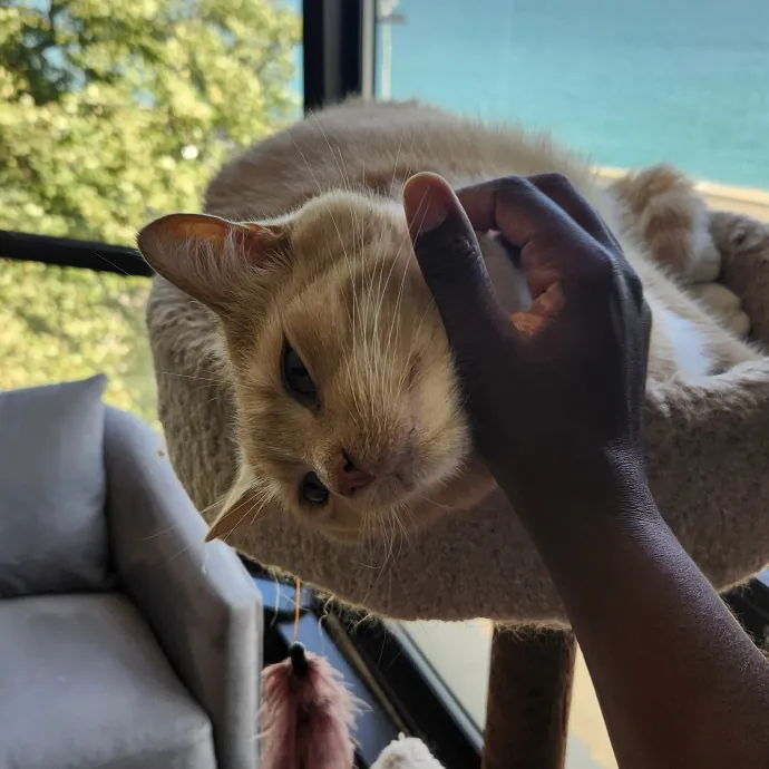 Aneisa's Cat Adventures