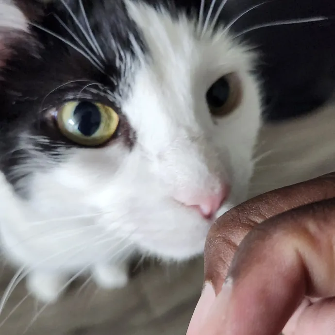 Aneisa's Cat Adventures