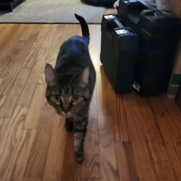 Aneisa's Cat Adventures