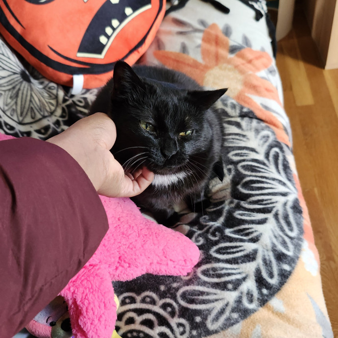 Aneisa's Cat Adventures photo 3