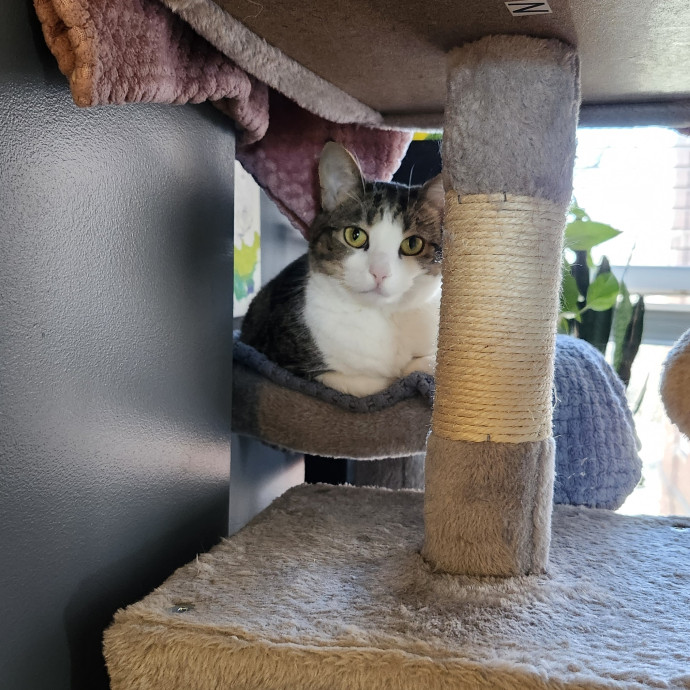 Aneisa's Cat Adventures photo 2