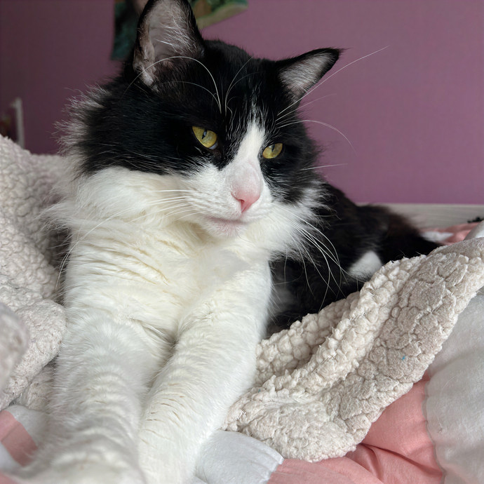 Elaine's Meowvelous Cat Sitting In Sf