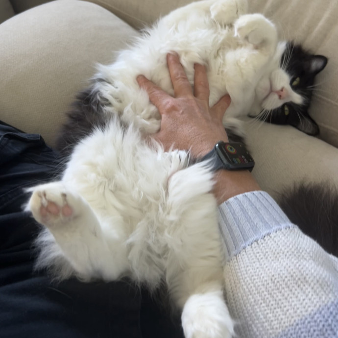Elaine's Meowvelous Cat Sitting In Sf
