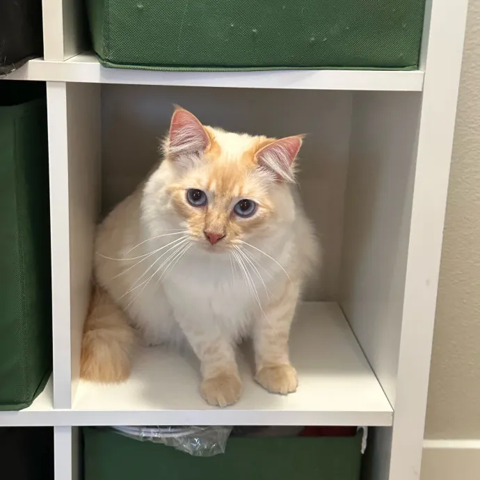 Mericyn's Pawsome Cat Sitting