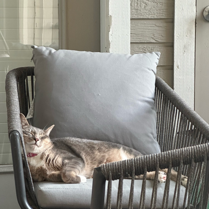 Mericyn's Pawsome Cat Sitting