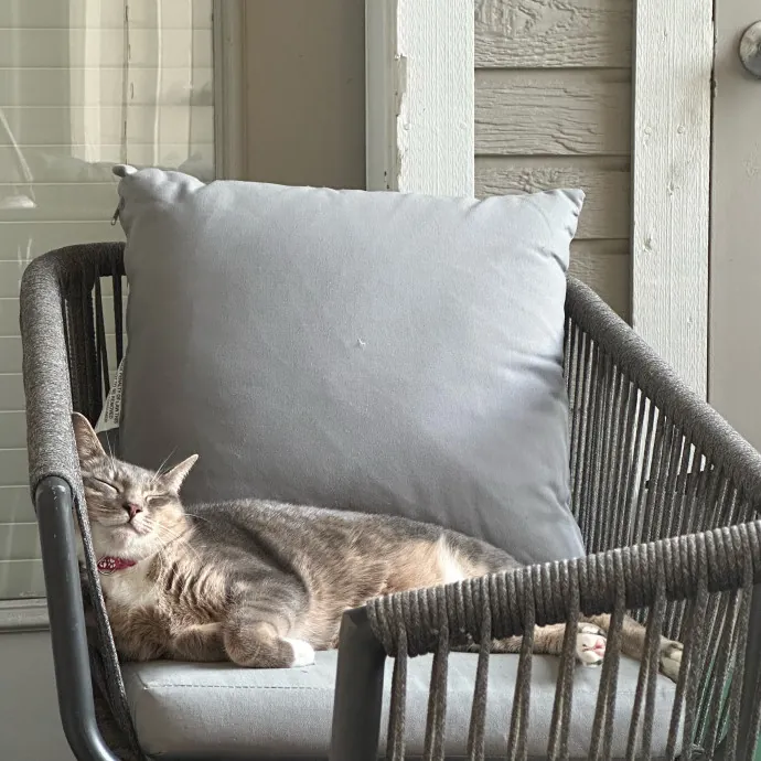 Mericyn's Pawsome Cat Sitting