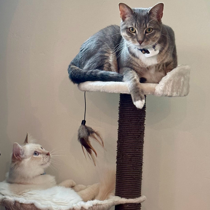Mericyn's Pawsome Cat Sitting