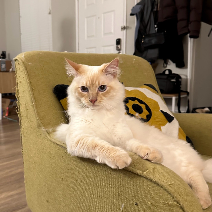 Mericyn's Pawsome Cat Sitting