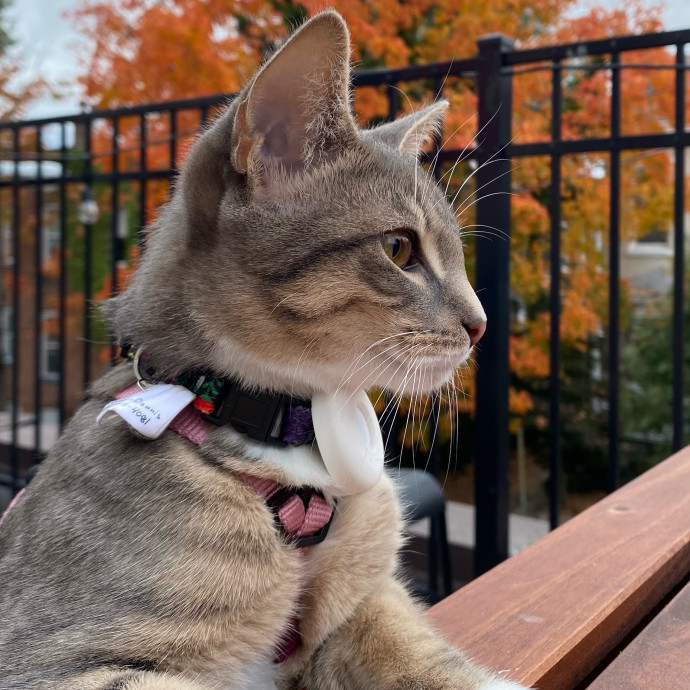 Mericyn's Pawsome Cat Sitting photo 3