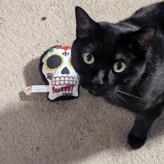 Kitty Care For Your Fur Baby