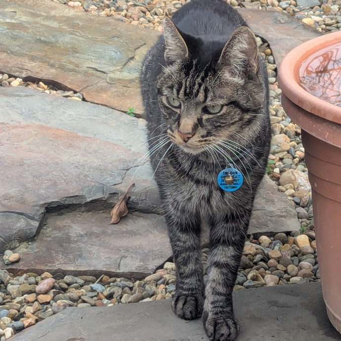 Kitty Care For Your Fur Baby photo 3
