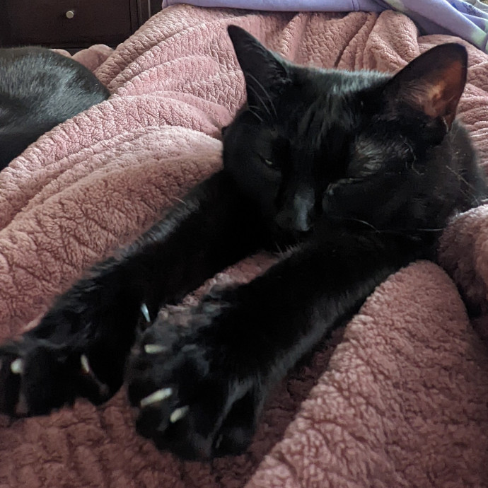 Kitty Care For Your Fur Baby photo 2