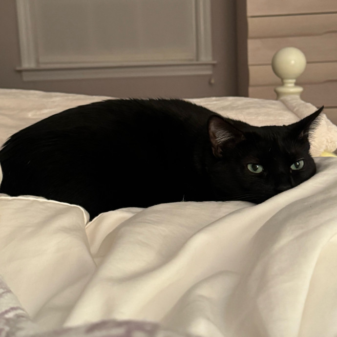 Trusted  Patient Cat Sitter