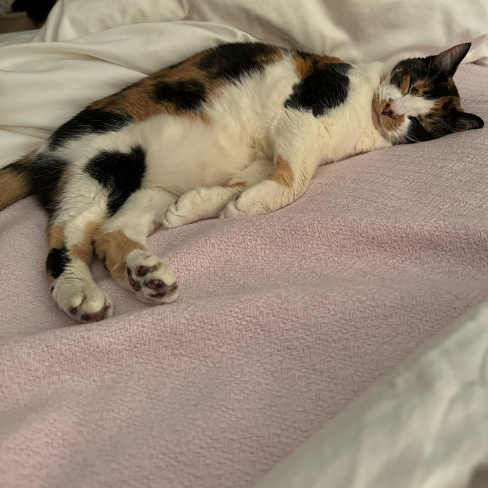 Trusted  Patient Cat Sitter