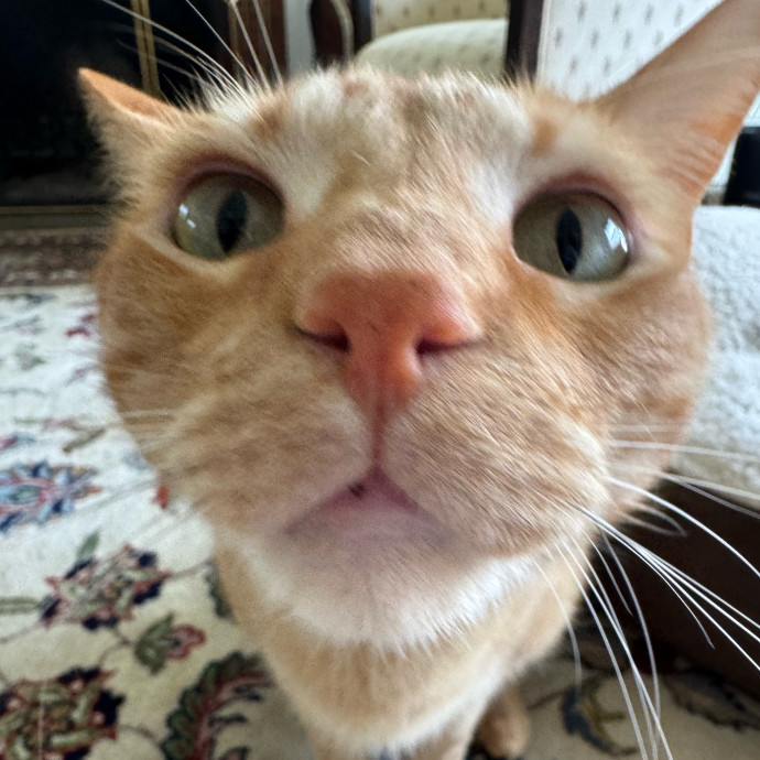 Trusted  Patient Cat Sitter