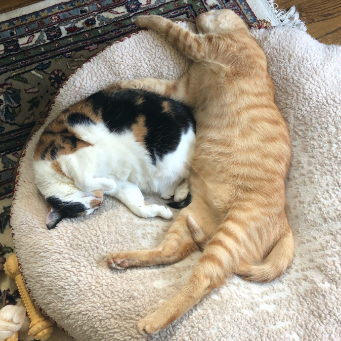 Trusted  Patient Cat Sitter