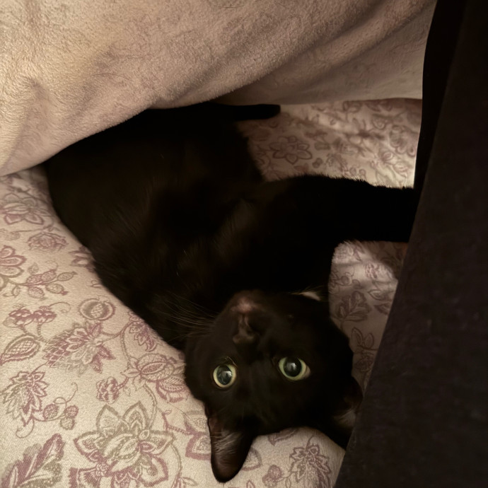 Trusted  Patient Cat Sitter
