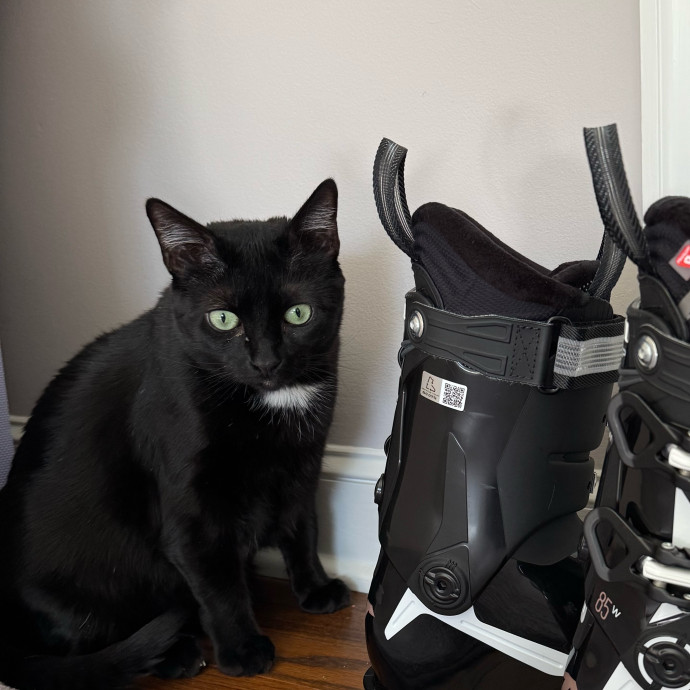 Trusted  Patient Cat Sitter