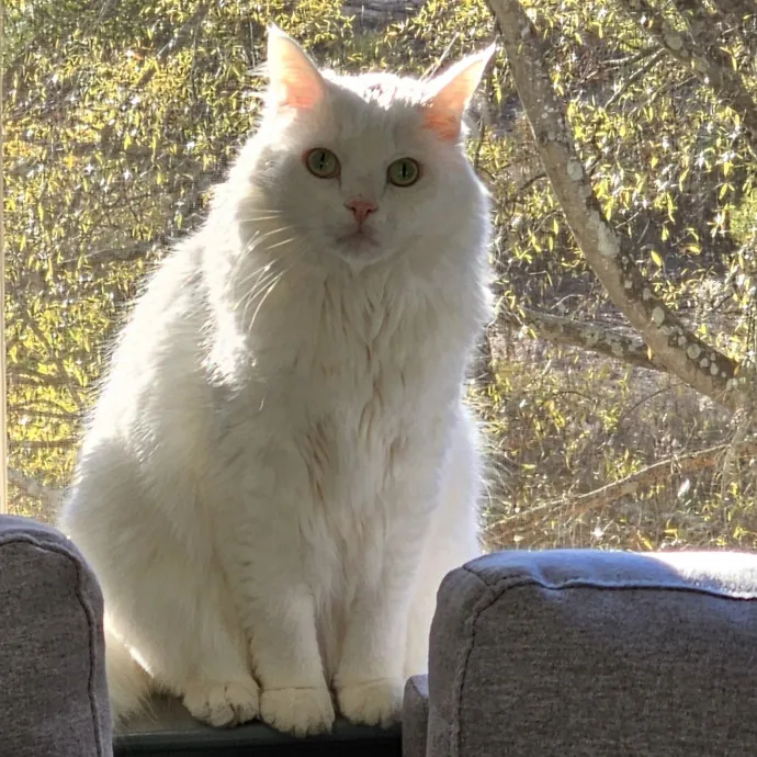 Meow Moments With Sara