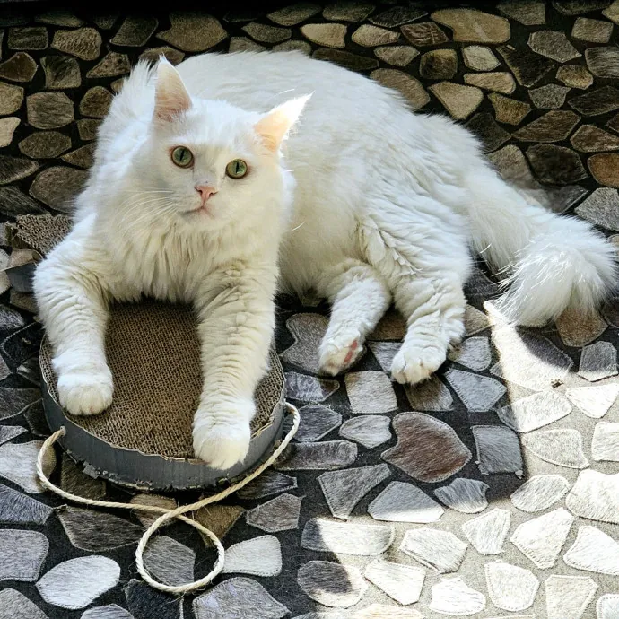 Meow Moments With Sara