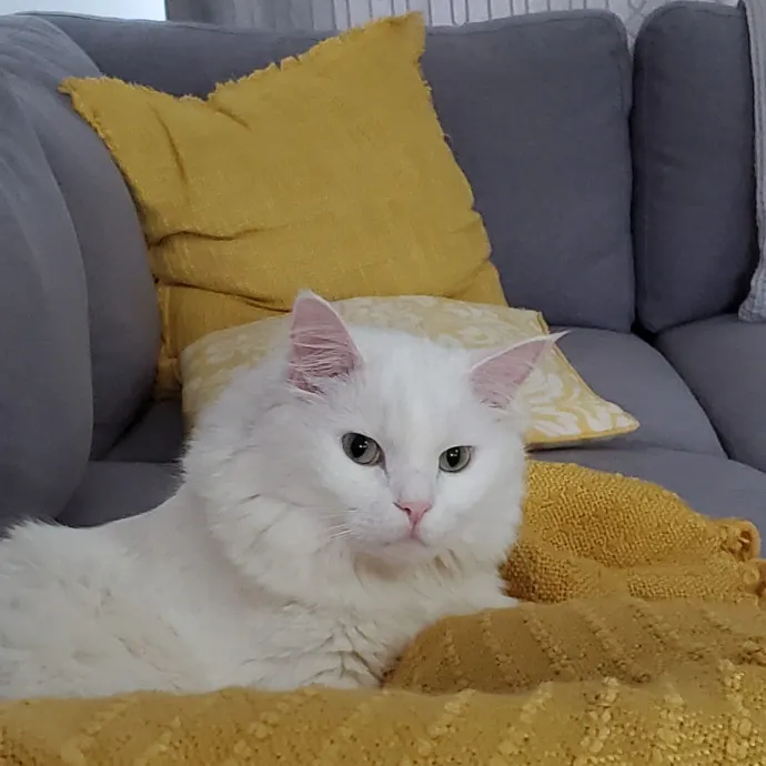 Meow Moments With Sara