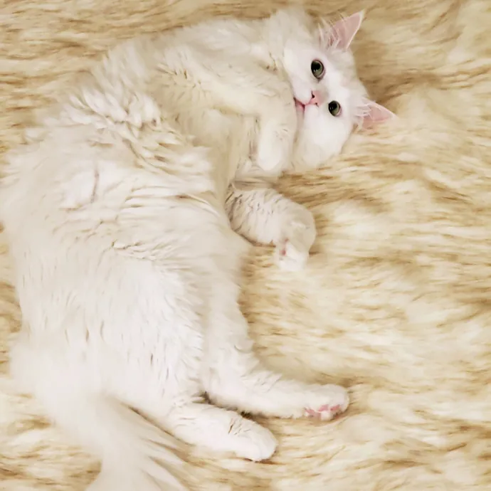 Meow Moments With Sara