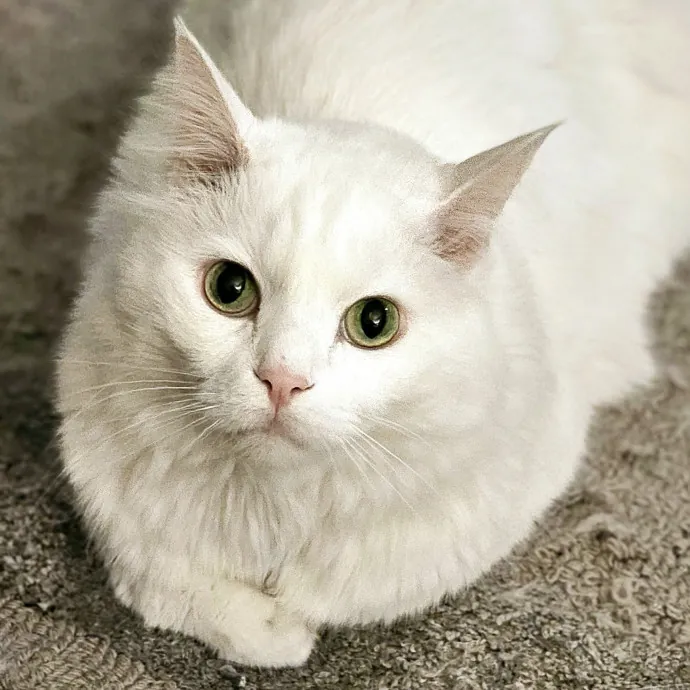 Meow Moments With Sara