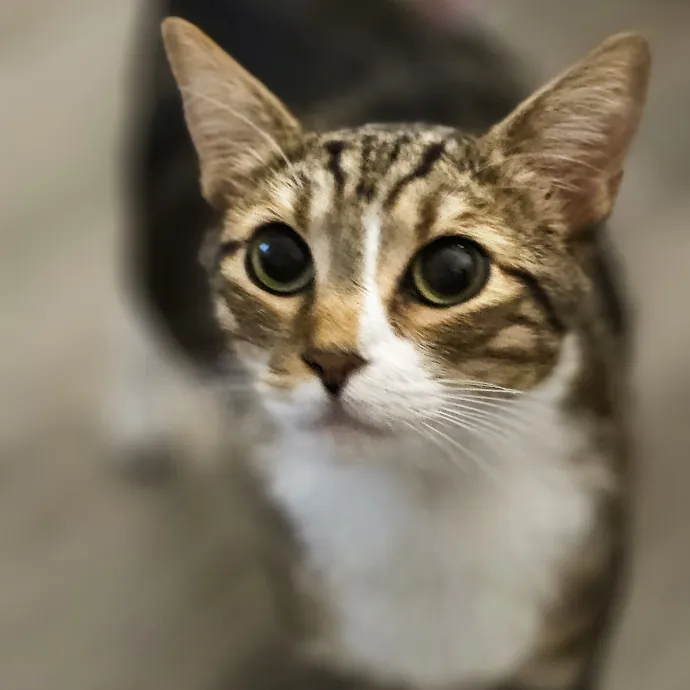 Meow Moments With Sara