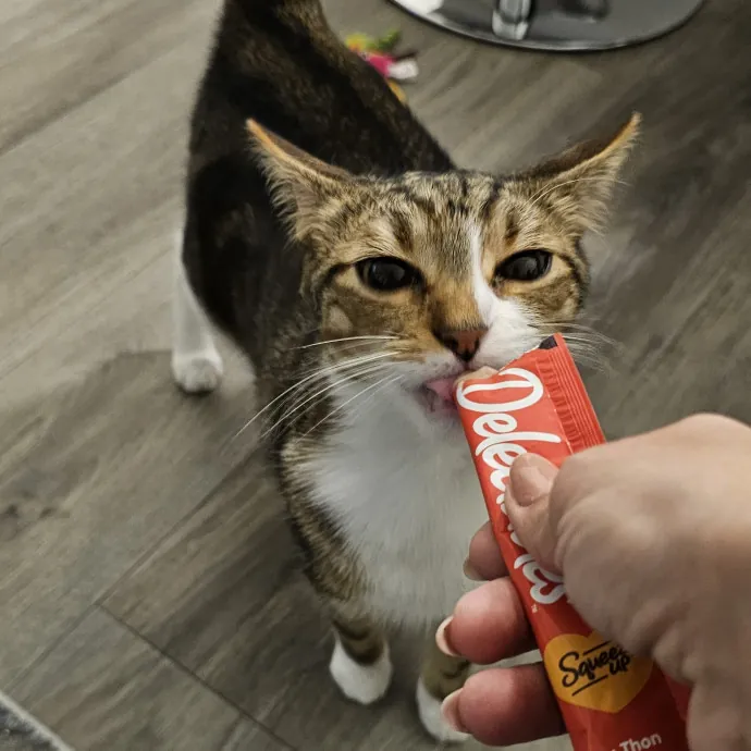 Meow Moments With Sara