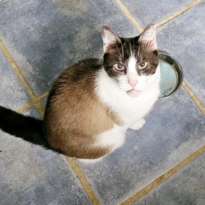 Meow Moments With Sara